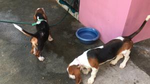 Vendo 2 perritos Bassent hush